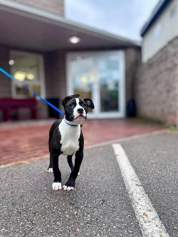 A young medium-sized male Black Mixed Breed dog named Pharaoh for adoption in Wooster, OH
