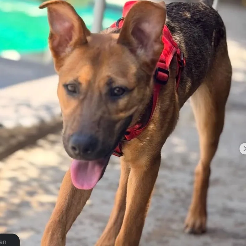 A baby large-sized male German Shepherd Dog dog named Willy for adoption in Beverly Hills, CA