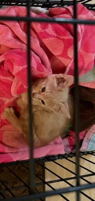 A baby small-sized male Domestic Short Hair cat named A for adoption in San Antonio, TX