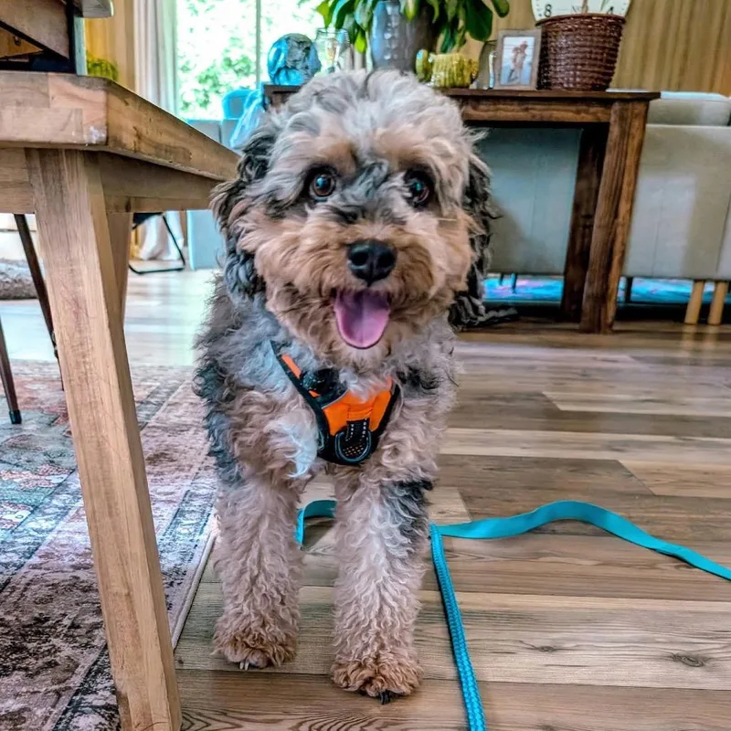 Penny