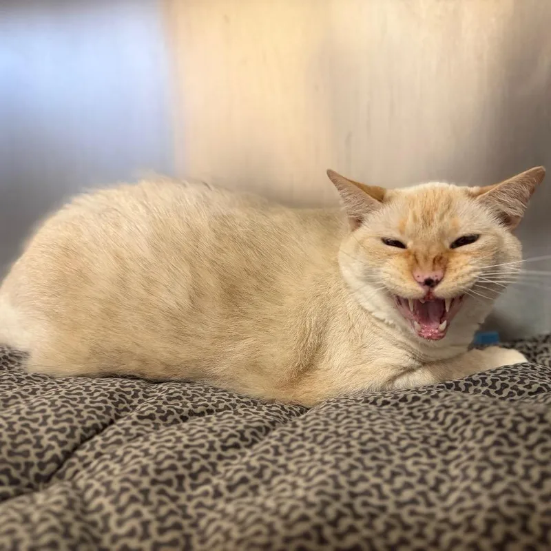A senior extra large-sized male Flame Point Siamese cat named Chase for adoption in Perkiomenville, PA