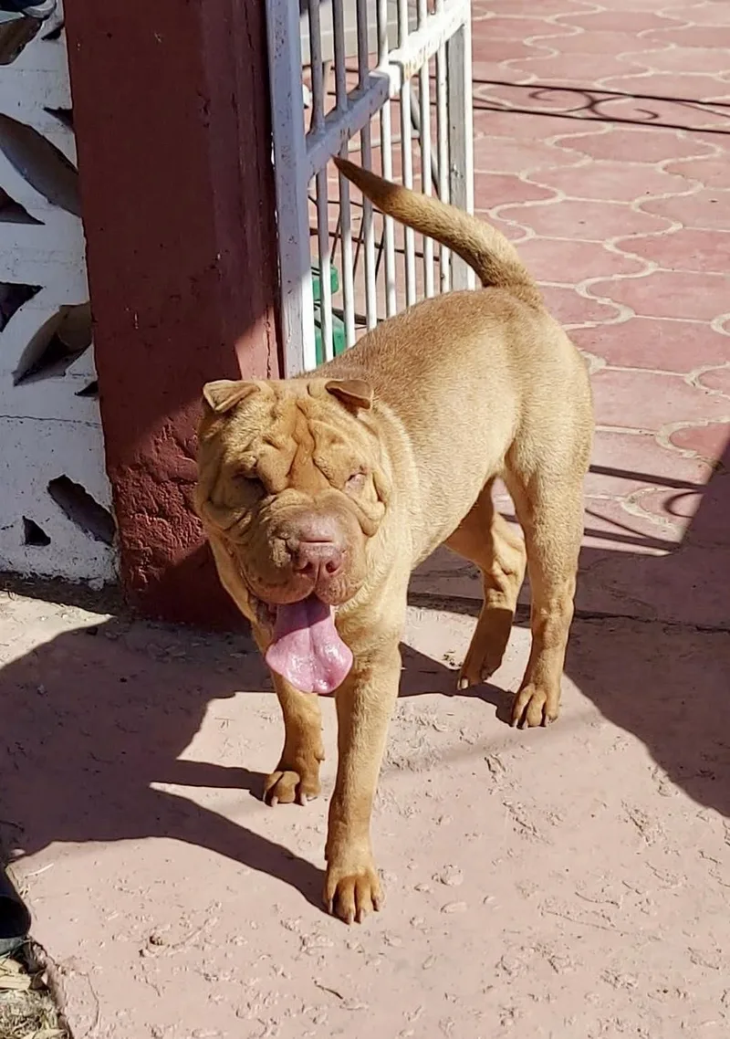 An adult medium-sized male Golden Shar-Pei dog named Sharpee for adoption in Mcallen, TX