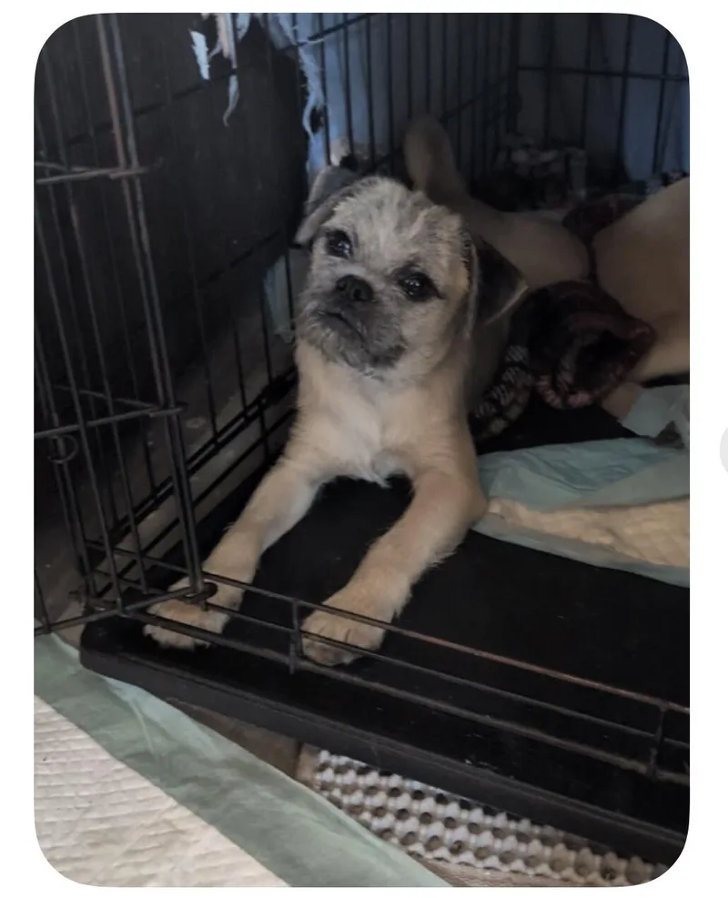 A baby small-sized male Mixed Breed dog named Smoky for adoption in Anthem, AZ