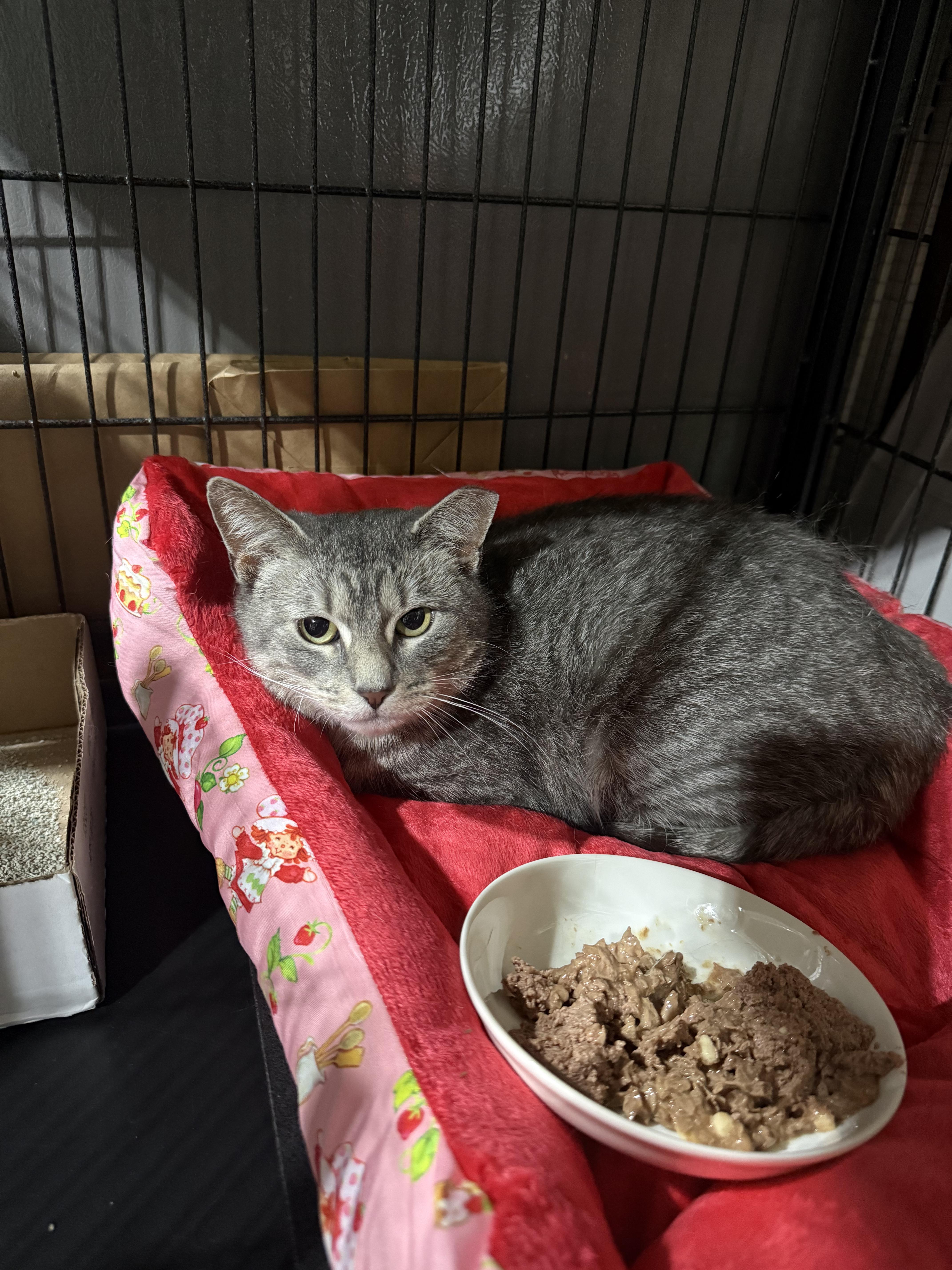 An adult medium-sized female Tabby (Gray / Blue / Silver) Domestic Short Hair cat named Cloudy for adoption in North Chesterfield, VA