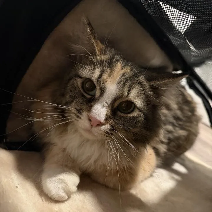 A young small-sized female Tortoiseshell Domestic Medium Hair cat named Aurora Adams for adoption in Eagle Mountain, UT