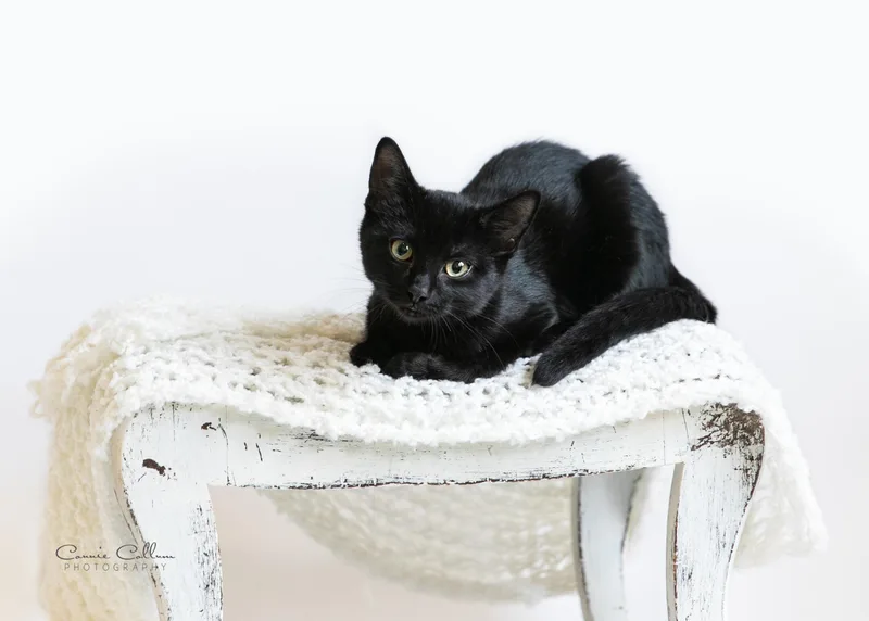 A young medium-sized male Black Domestic Short Hair cat named Damon for adoption in Homewood, AL