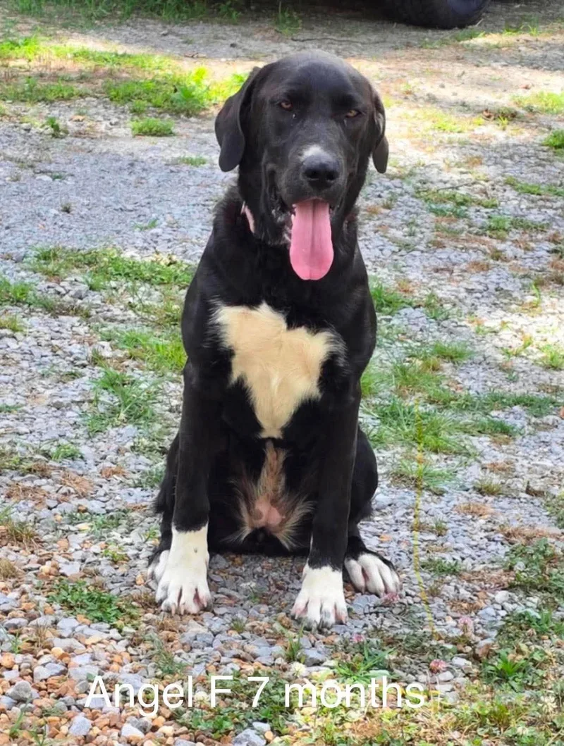 A young large-sized female Black Labrador Retriever dog named Angel for adoption in Fort Payne, AL
