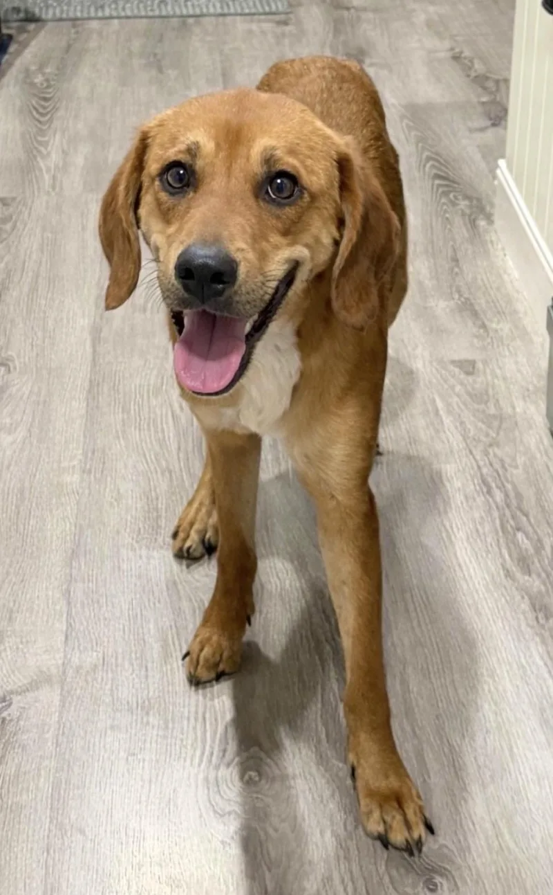 An adult medium-sized female Red / Chestnut / Orange Beagle dog named Raina for adoption in Godfrey, IL