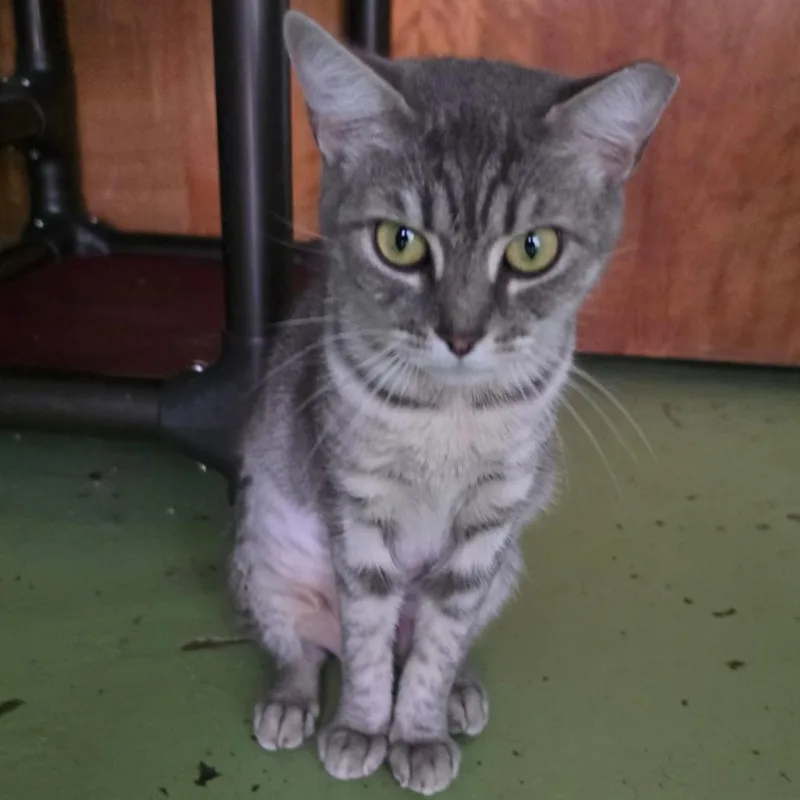 An adult medium-sized female Gray / Blue / Silver Domestic Short Hair cat named Sharkbait for adoption in Melrose, FL