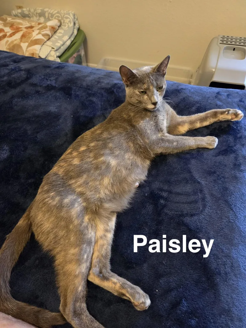 An adult medium-sized female Dilute Calico Calico cat named Paisley for adoption in Dade City, FL