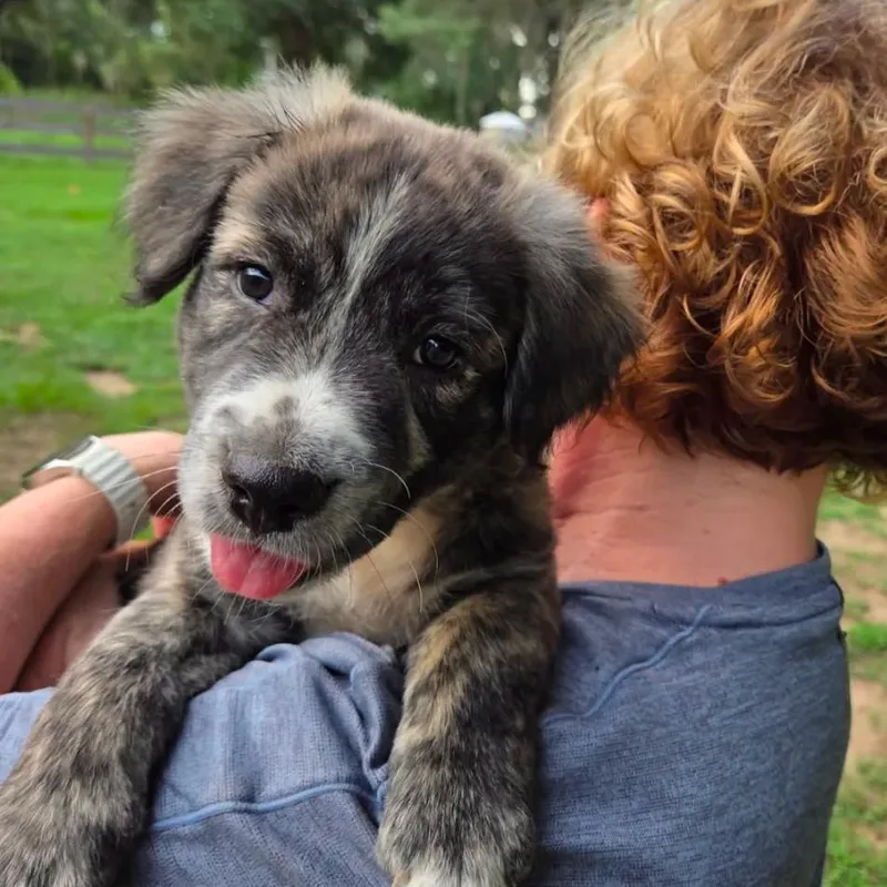 A baby large-sized male Brindle Mixed Breed dog named Horseradish for adoption in Ocala, FL