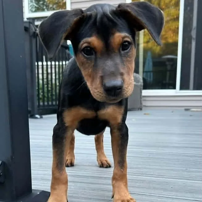 A baby large-sized female German Shepherd Dog dog named Gretel for adoption in Kentwood, MI