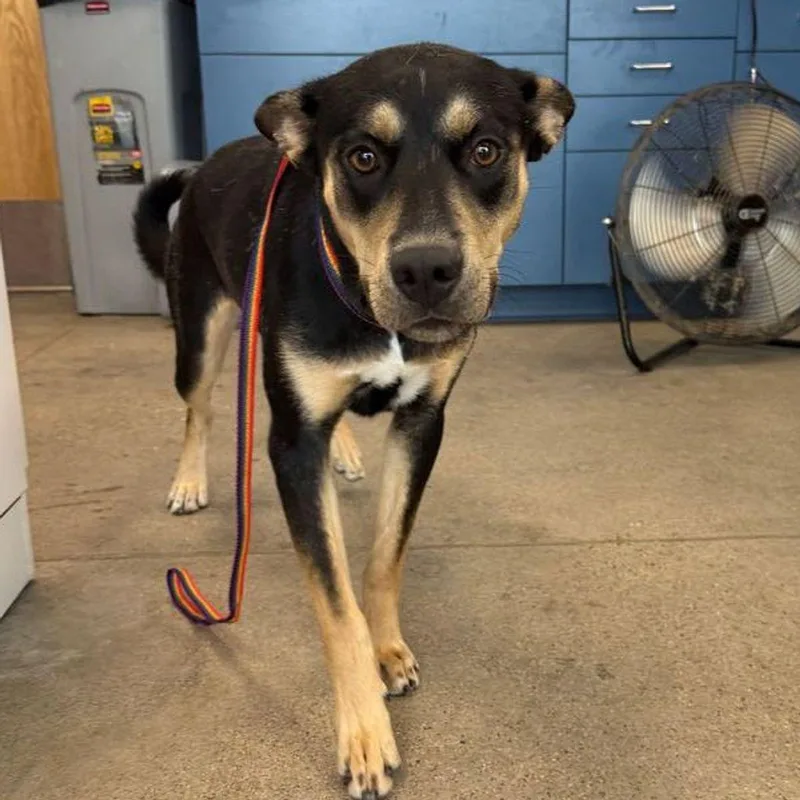 An adult medium-sized female Black Shepherd dog named Luna for adoption in Kingman, AZ