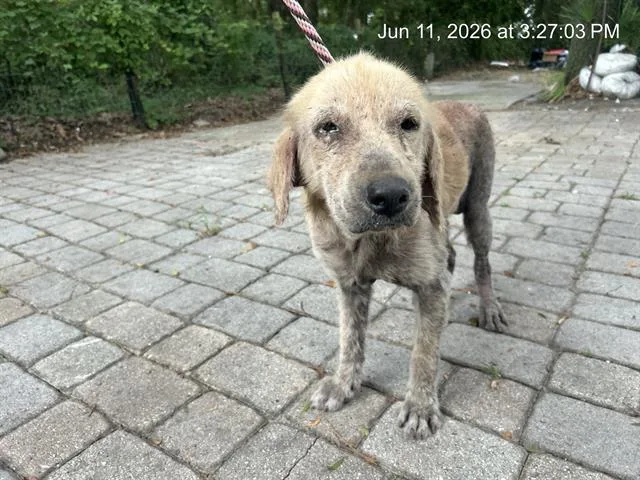 An adult medium-sized male Golden Retriever dog named Karson for adoption in Ocala, FL