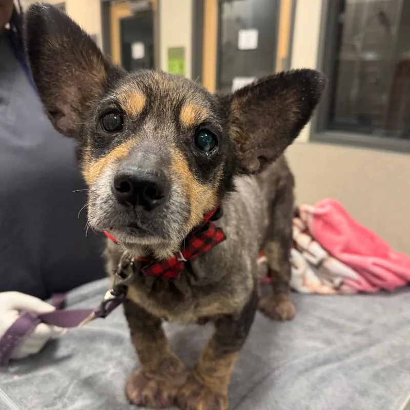 A senior small-sized male Mixed Breed dog named Gus for adoption in Jacksonville, FL
