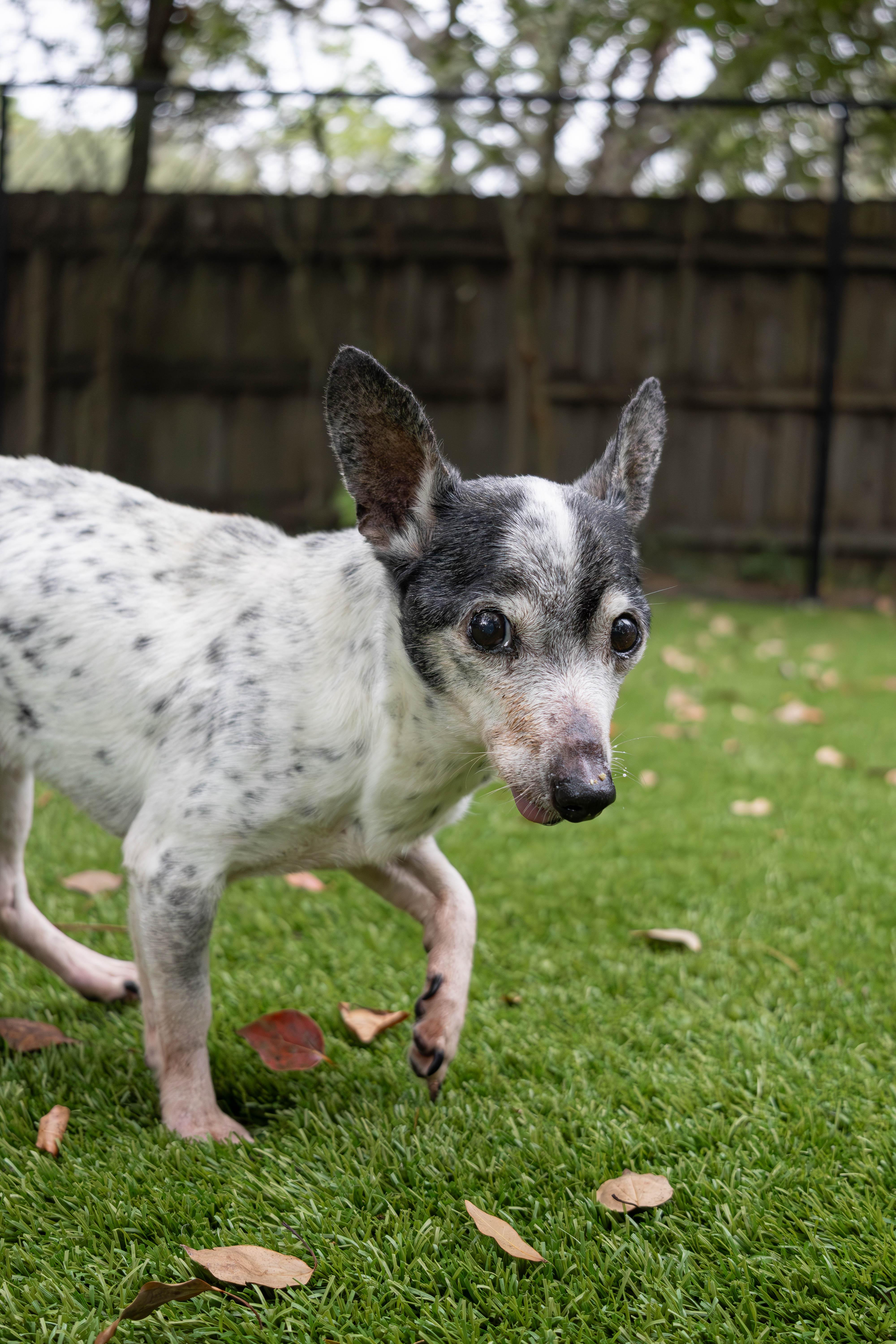 A senior small-sized male Jack Russell Terrier dog named Timmy for adoption in Palm Harbor, FL