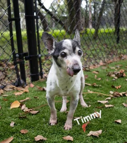 Timmy thumbnail 3