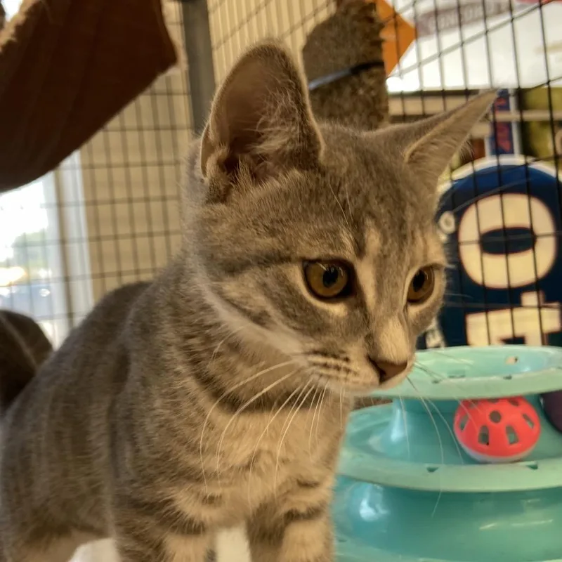 A baby small-sized female Gray / Blue / Silver Domestic Short Hair cat named Beignet for adoption in Wilmington, DE