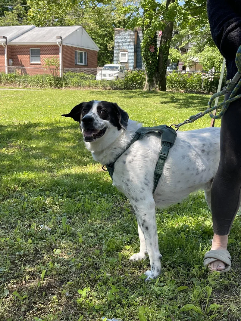 An adult large-sized male Border Collie dog named Jack for adoption in Oakhurst, NJ