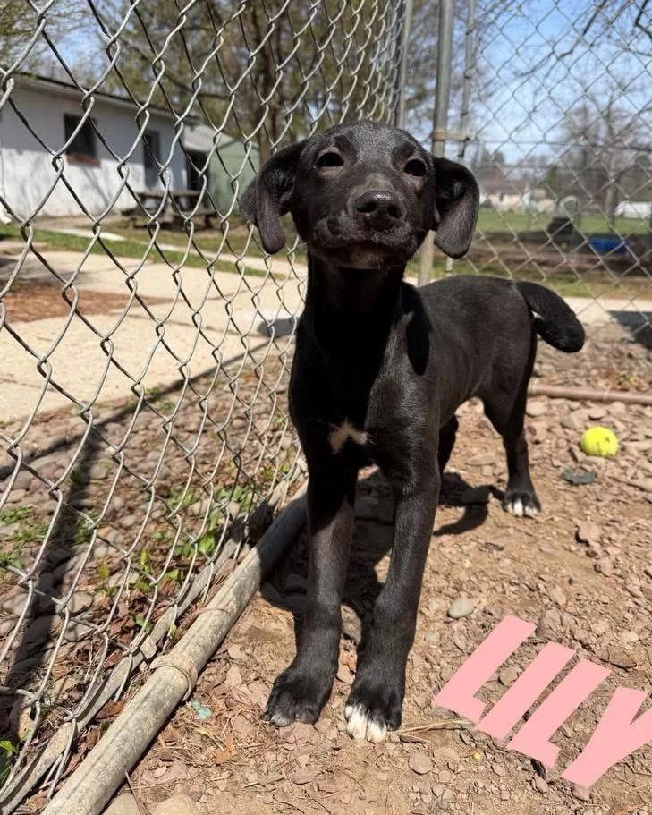A baby small-sized female Hound dog named Lily for adoption in Port Jervis, NY