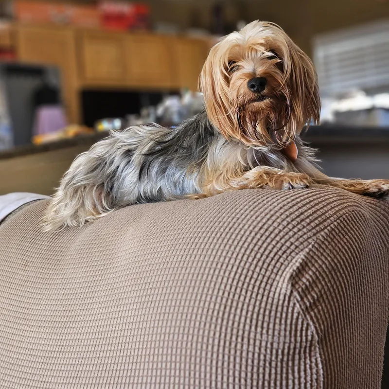 An adult small-sized female Yorkshire Terrier dog named Daisy for adoption in Bar Nunn, WY