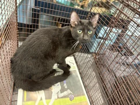 A baby medium-sized female Domestic Short Hair cat named Aggie for adoption in Chatsworth, CA