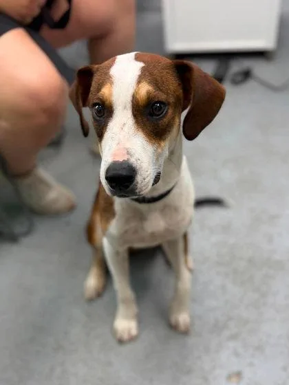A young medium-sized male Brown / Chocolate Mixed Breed dog named Lasso for adoption in Leitchfield, KY