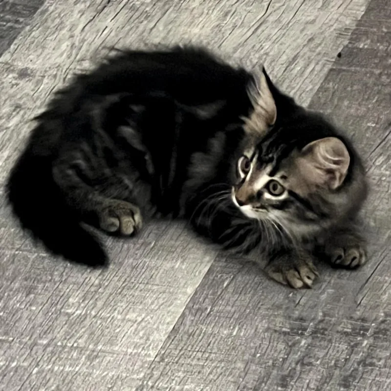 An adult large-sized female Brown / Chocolate Domestic Medium Hair cat named Admirable Chunk for adoption in Austin, TX