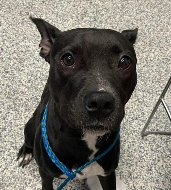 An adult large-sized female Pit Bull Terrier dog named Magic for adoption in Golden, CO