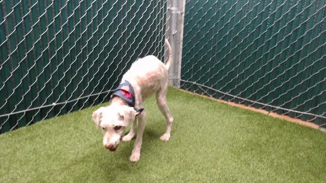 A senior medium-sized male Poodle dog named Domino for adoption in Downey, CA