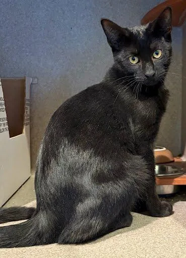 Binx