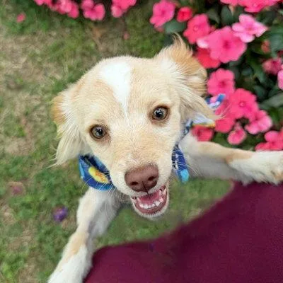 A baby small-sized female Pomeranian dog named Nova for adoption in Arlington, VA