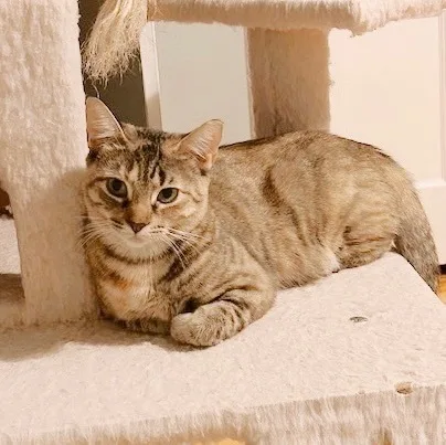 Hoagie Bonded With Shorti