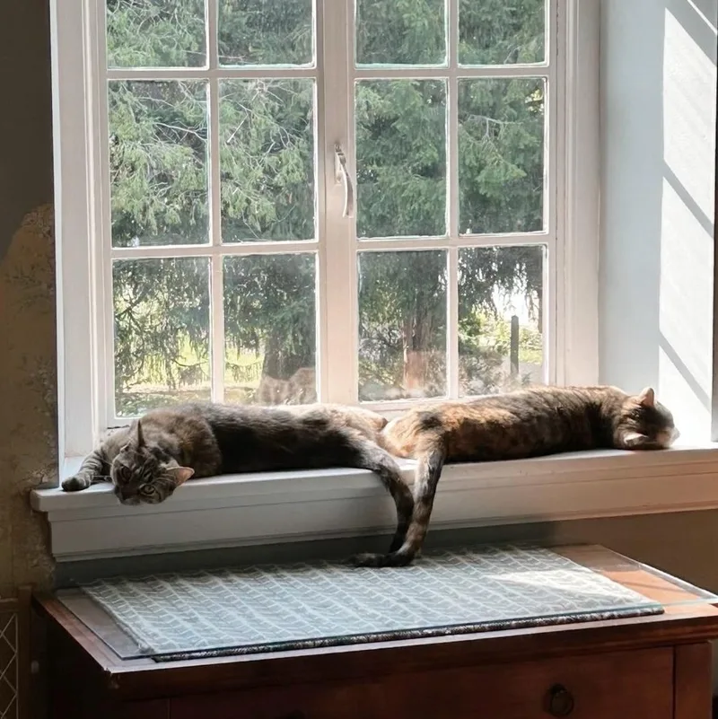 Hoagie Bonded With Shorti thumbnail 3