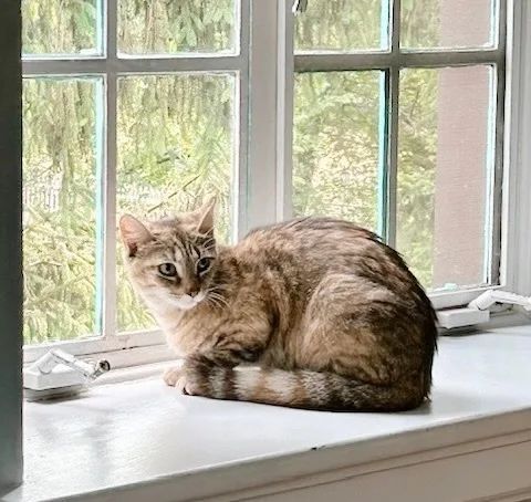 Hoagie Bonded With Shorti thumbnail 5