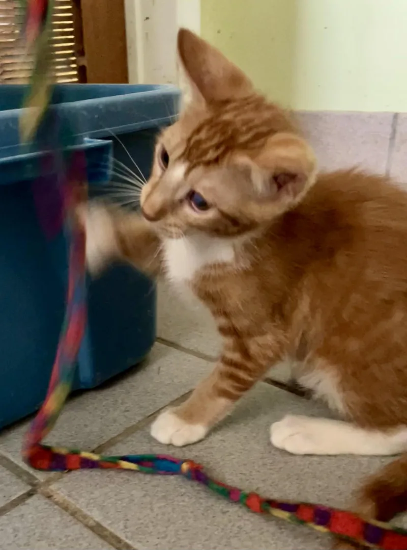 Yahtzee  Scrabble  thumbnail 2