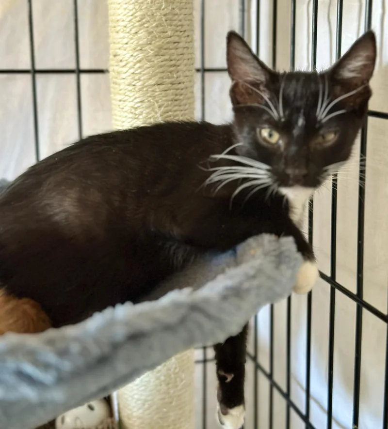 Yahtzee  Scrabble  thumbnail 3