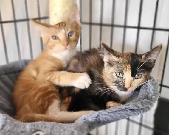 A baby medium-sized male Orange & White American Shorthair cat named Yahtzee  Scrabble  for adoption in Mission Viejo, CA