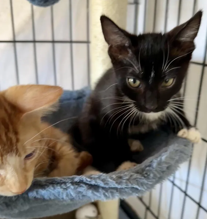 Yahtzee  Scrabble  thumbnail 4