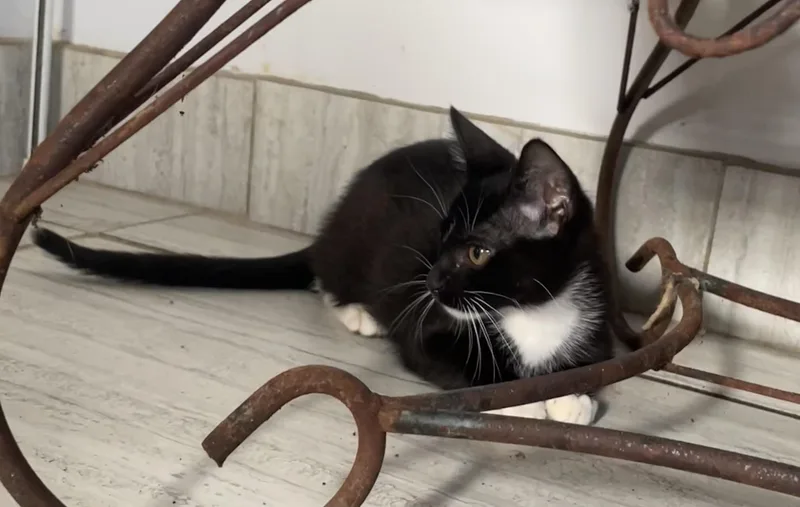 Yahtzee  Scrabble  thumbnail 5