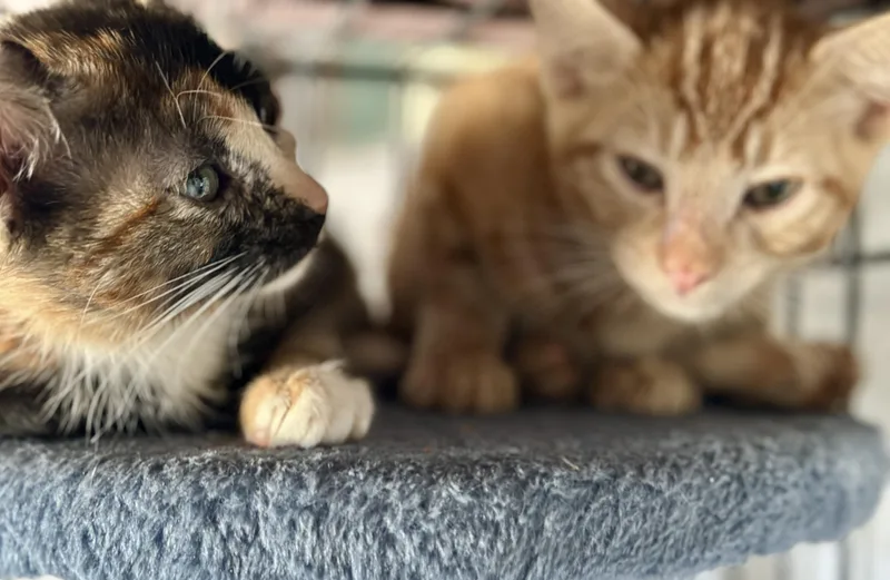 Yahtzee  Scrabble  thumbnail 6