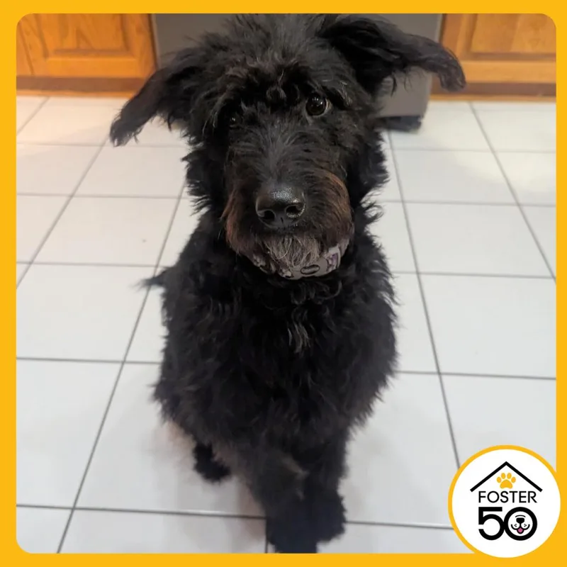 An adult medium-sized female Black Mixed Breed dog named Maya for adoption in West Olive, MI