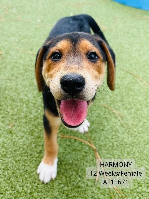 Harmony