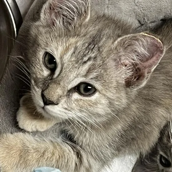 A baby small-sized female Gray / Blue / Silver Domestic Short Hair cat named Sapphire  In Baltimore for adoption in Alexandria, VA