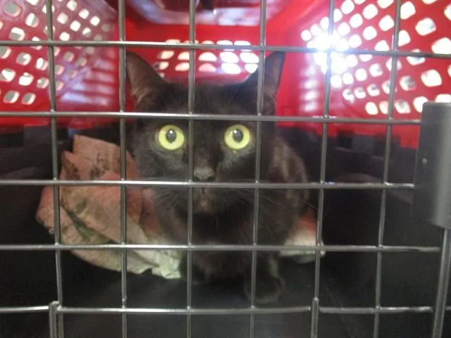 A young medium-sized female Domestic Short Hair cat named Midnight for adoption in Ocala, FL