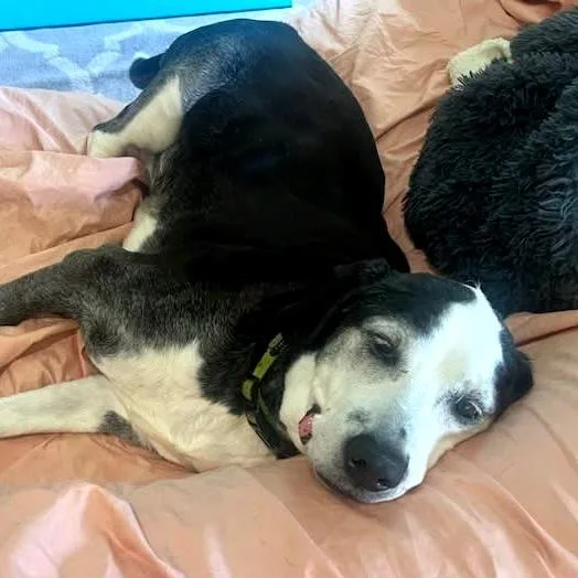 A senior large-sized male Black Catahoula Leopard Dog dog named Boo for adoption in Martinsburg, WV