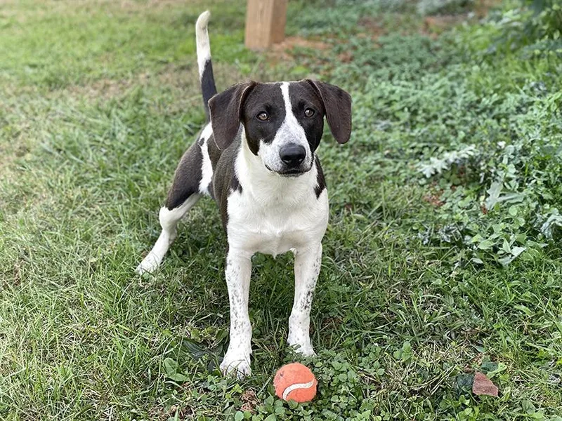 An adult medium-sized male White / Cream Mixed Breed dog named Lou for adoption in Charles Town, WV