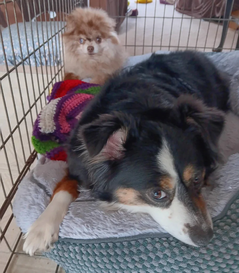 An adult small-sized female Australian Shepherd dog named Mia for adoption in Council Bluffs, IA