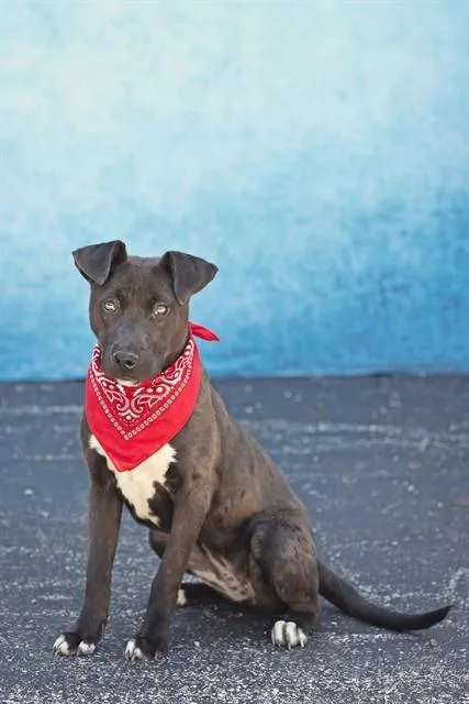 A young medium-sized female Labrador Retriever dog named Ophelia for adoption in Belleville, IL