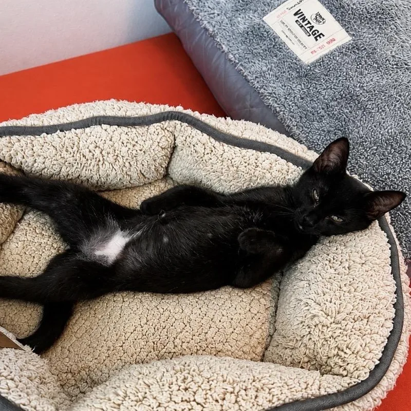 Hopscotch thumbnail 5